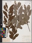 Foto von Salix cinerea L.